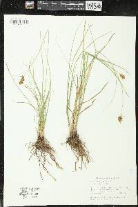 Carex hoodii image