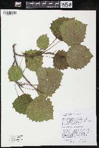 Populus grandidentata image