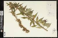 Campanulastrum americanum image