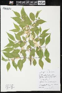 Lonicera maackii image