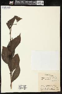 Capsicum lycianthoides image