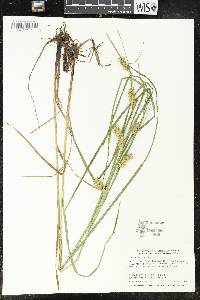 Carex tuckermanii image