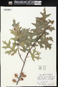 Quercus ellipsoidalis image