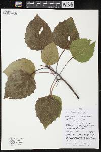 Populus grandidentata image