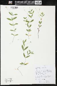 Moehringia lateriflora image