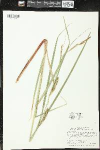 Carex atherodes image