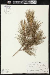 Pinus halepensis image