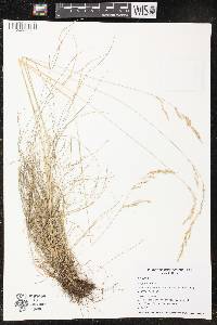 Festuca rubra image