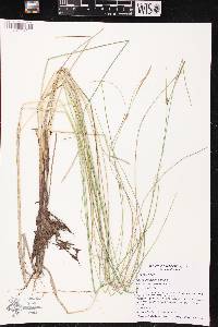 Carex oligosperma image