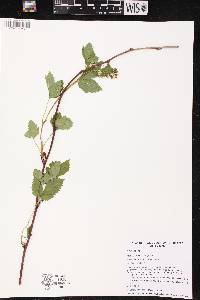 Rubus setosus image