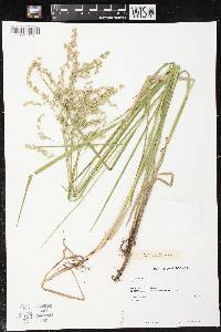 Glyceria canadensis image