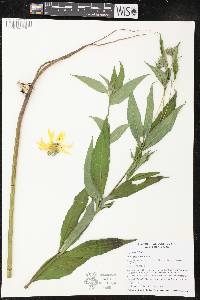 Helianthus giganteus image