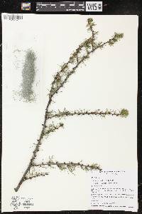 Larix laricina image