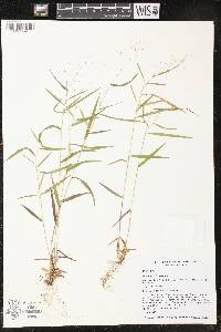 Panicum dichotomum image