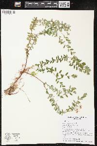 Vaccinium macrocarpon image