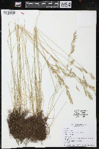 Festuca rubra image