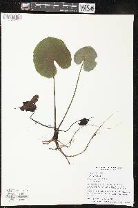 Caltha palustris image