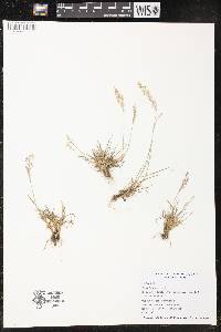 Agrostis capillaris image