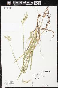 Bromus kalmii image