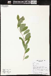 Spiraea alba image