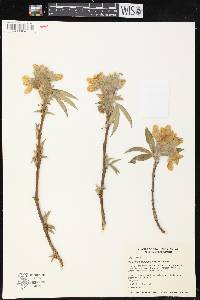 Piptanthus nepalensis image
