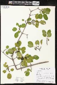 Rhamnus cathartica image