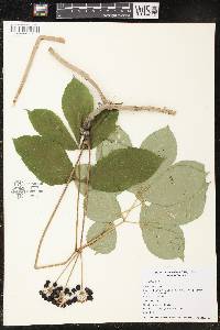 Aralia nudicaulis image