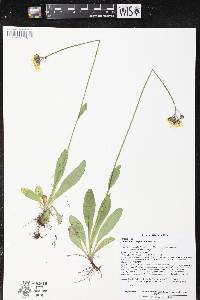 Hieracium caespitosum image