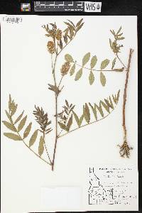 Glycyrrhiza lepidota image