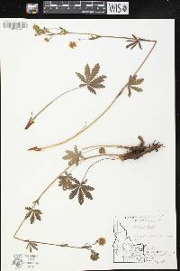 Potentilla gracilis image