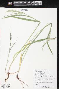 Bromus kalmii image