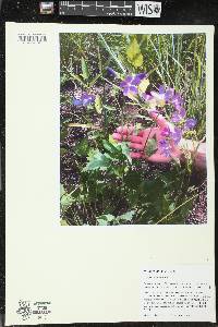 Callirhoe triangulata image