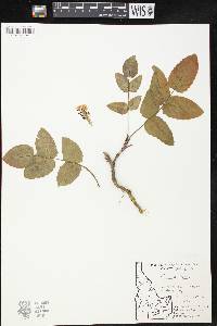 Mahonia repens image