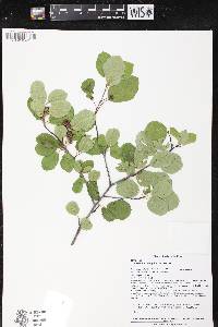 Amelanchier sanguinea image