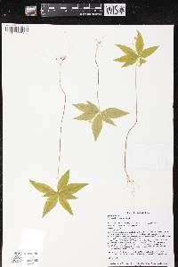 Trientalis borealis image