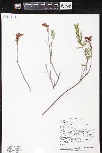 Kalmia polifolia image