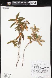 Rhododendron groenlandicum image