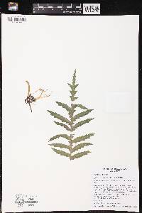 Image of Cyanea aspleniifolia