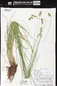 Carex tenera image