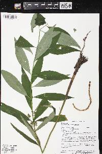 Lysimachia thyrsiflora image