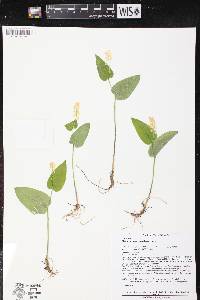 Maianthemum canadense image