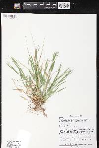 Dichanthelium acuminatum subsp. columbianum image