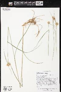 Eriophorum virginicum image