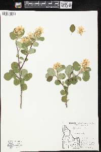 Amelanchier alnifolia image