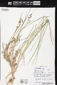 Scheuchzeria palustris image