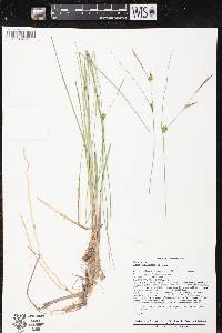 Carex oligosperma image