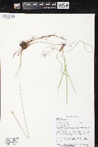 Carex siccata image