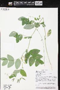 Lathyrus ochroleucus image