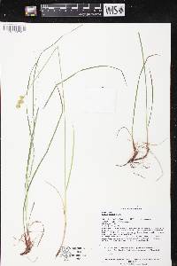 Carex adusta image