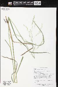 Glyceria canadensis image